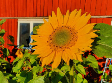 Vinnaren i årets 4H-solrostävling är Maja Jensen, Kimitoöns 4H featured image